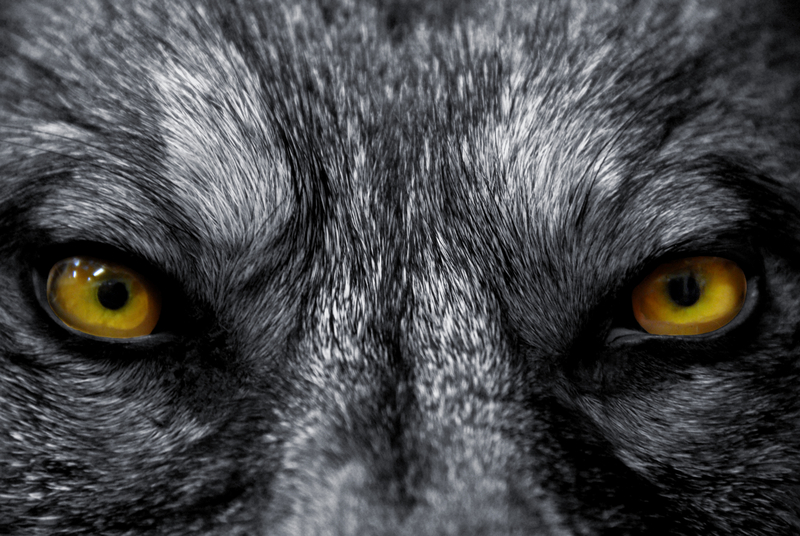 Gal Barak is the Wolf of Sofia or not